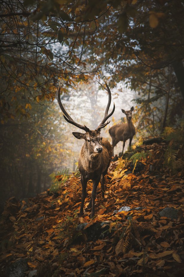 Deers by MarinaDemse - Lost In The Forest Photo Contest