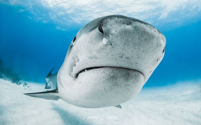 Tiger shark (Galeocerdo cuvier) by smkeena - Monthly Pro Photo Contest Volume7