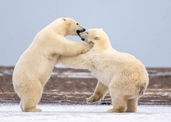 Polar Bear Cubs Playing by tomingramphotography - Monthly Pro Photo Contest Volume7
