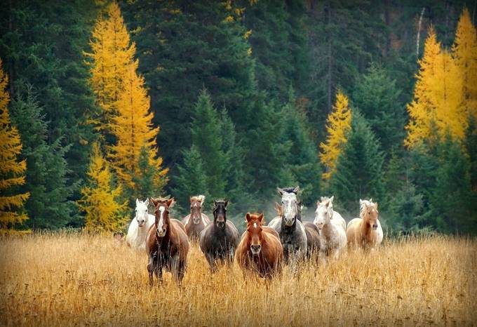 The Joy of Running by katherineplessner - In Love With Horses Photo Contest