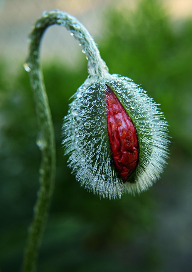 Poppy by kasiavanmaren - Plants Around Us Photo Contest