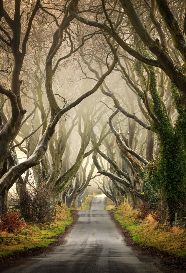 The Dark Hedges by pawelklarecki - Earth Day Photo Contest 2022