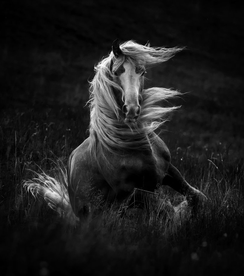 Chaliste by katarzynaokrzesik - Animals In Monochrome Photo Contest