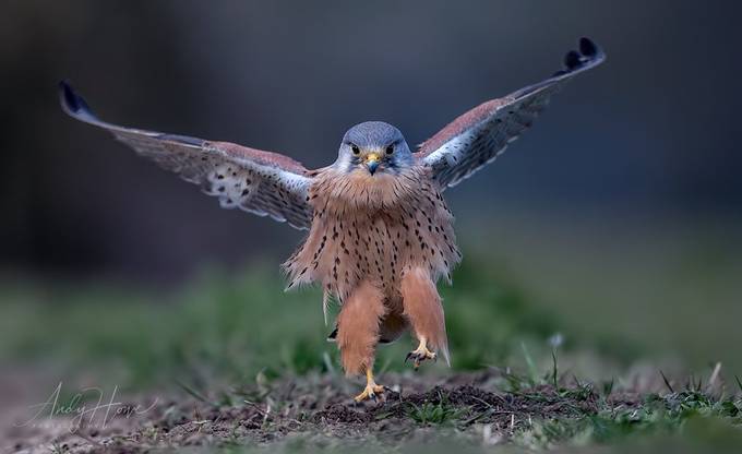 Male Kestrel by AndyHowePhotography - Flying Animals Photo Contest