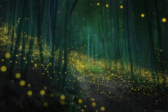 Fireflies by DanielKordan - Covers Photo Contest Volume8