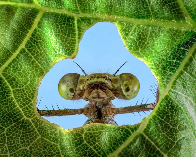 Peeking Damselfly by Lpepz - Macro Monsters Photo Contest