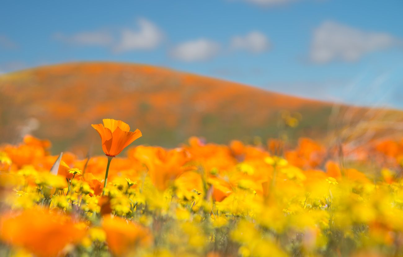The Flowers Of Spring Photo Contest Winners