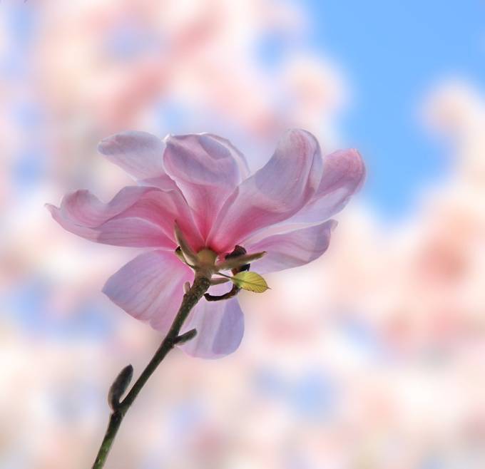 Magnolia by Slyphox - Image Of The Month Photo Contest Vol 55