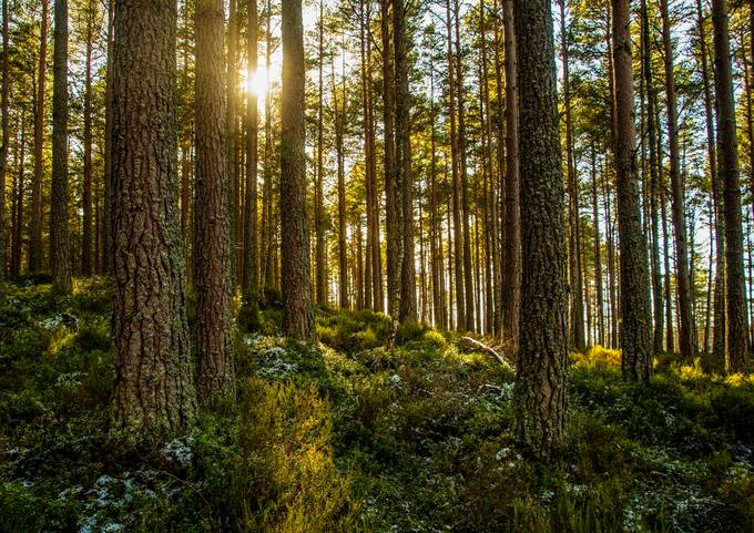 Forest sunset by felixcollier - Forest Magic Photo Contest