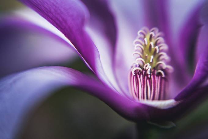 Magnolia inside by Lakeartphotography - Capturing The Purple Color Photo Contest