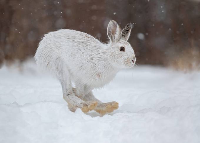 Snowshoe Hare by MeaganHauteclocque - Capture The White Color Photo Contest
