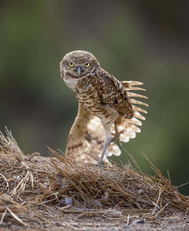 Burrowing owl stretch by smkeena - Picture Owls Photo Contest