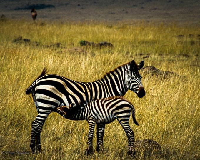 Zebra and foal by huwddu - Beautiful Animals Photo Contest
