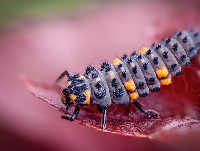 Ladybird larvae by Joeandkibo - Picture Insects Photo Contest