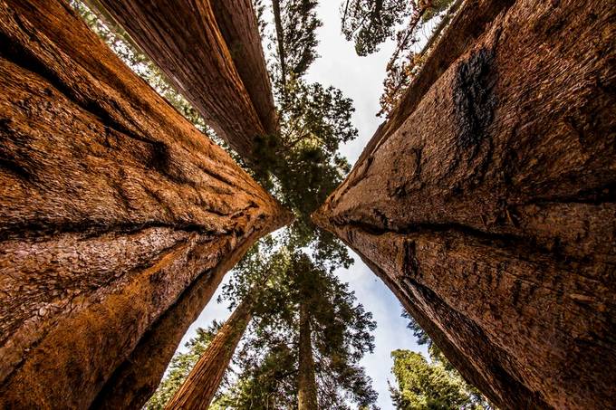 Sequoias by DMartinezPhoto - Creative Captures Photo Contest
