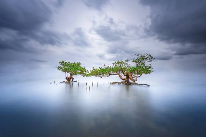 The beauty of mangrove tree by muhammadridwan_0821 - Image Of The Month Photo Contest Vol 60