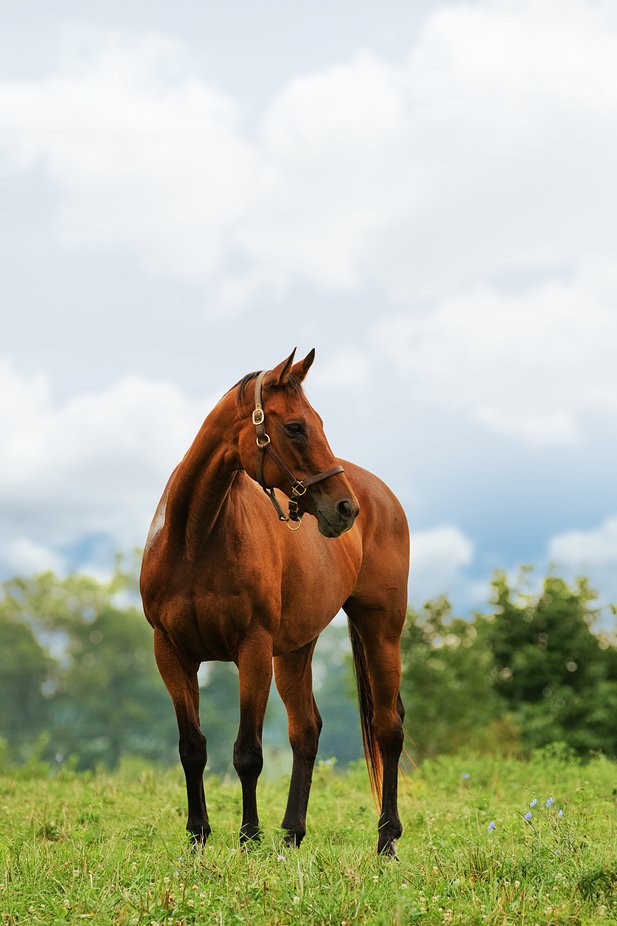 Playbook at Our Mims Equine Retirement Haven by moretonography - The Beauty Of Horses Photo Contest