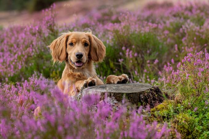 In flower field by Fkandersen - Adorable Pets Photo Contest