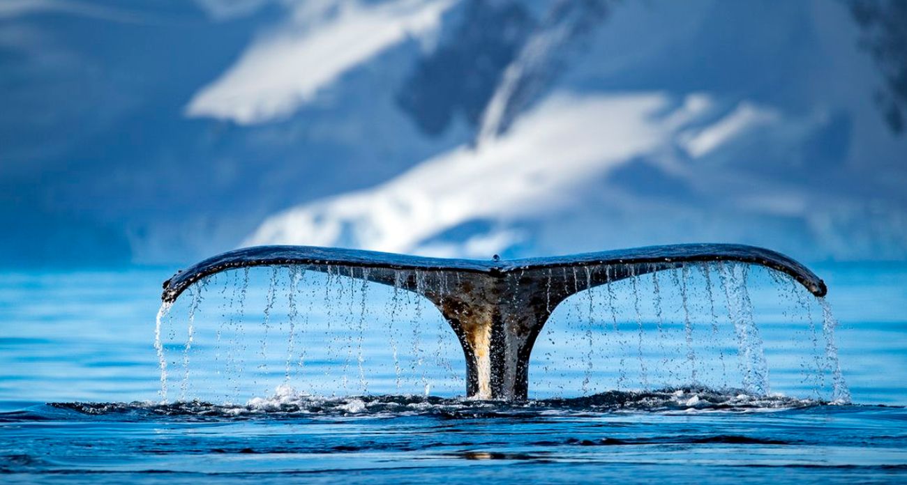 Behind The Lens: Learn How To Photograph Whales In Nature