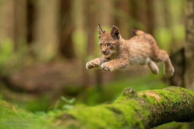 Jumping Lynx by duben - Image Of The Month Photo Contest Vol 61
