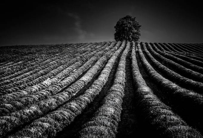 Night effect by livioferrari - Black And White Compositions Photo Contest Vol10