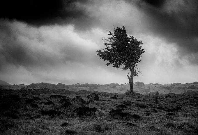arbolito por la tarde - rainy little tree by annetteflottwell - Monochrome Nature Photo Contest