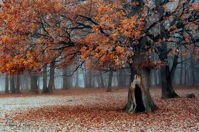 Oak Forest in November by LaszloPotozky - Rule of Thirds Photo Contest vol11