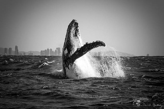Whale waving hello! by OceanArtwork - Nature In Monochrome Photo Contest