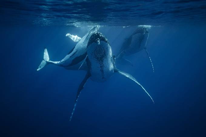 Humpback Whale Greeting by emmettsparling - Underwater Beauty Photo Contest