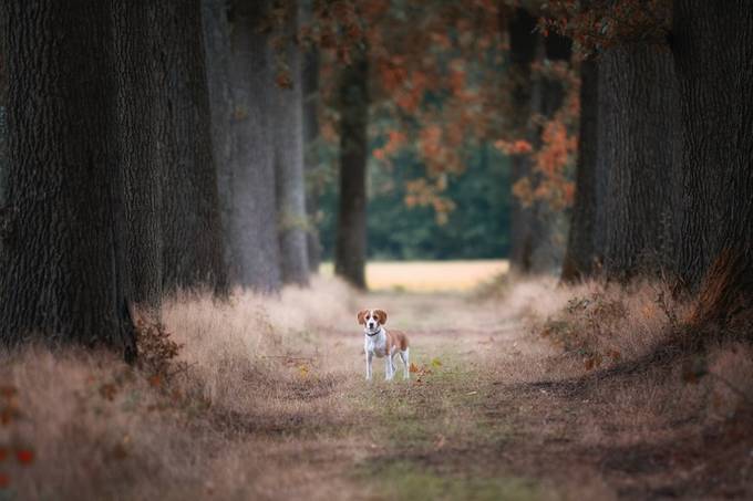 &#039;little dog&#039;. by maijpictures - Monthly Pro Photo Contest Volume19