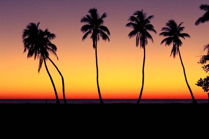 Naples, FL
 by Ryssaval - Trees And Silhouettes Photo Contest