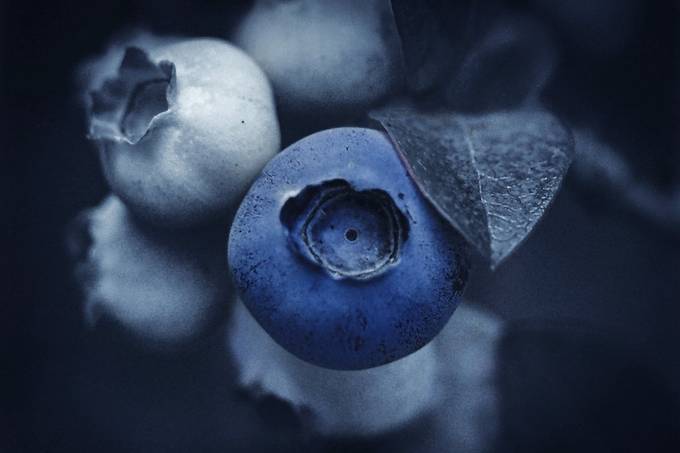 Blueberry dreams by Son_jas_Art - A Macro World Photo Contest