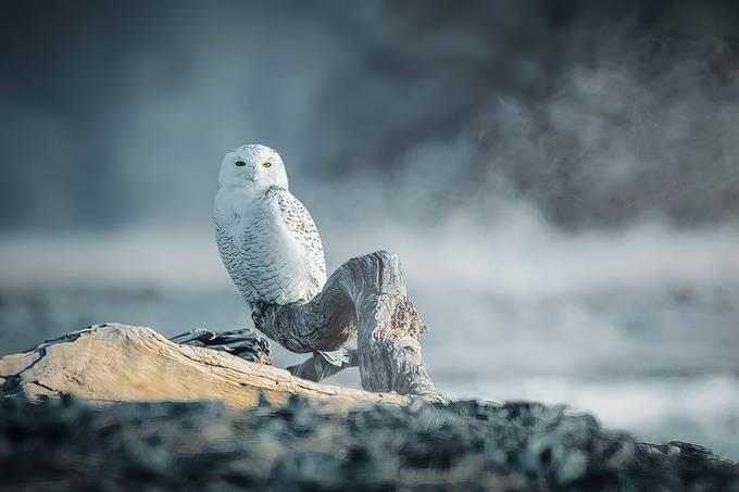 Snowy in cold morning by Jean-Francois - Animal Kingdom Photo Contest vol3