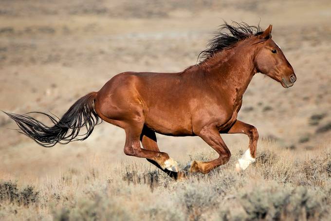 Race the Wind by jimgarrison - Capture Horses Photo Contest