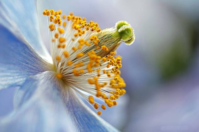 Blue Poppy by petitelion - A Macro World Photo Contest