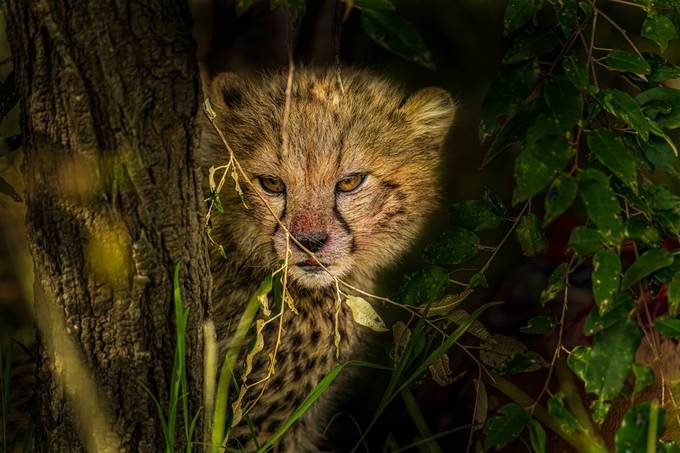 Peek A Boo ( A Cute Killer)  by WildTales - Animal Kingdom Photo Contest vol3