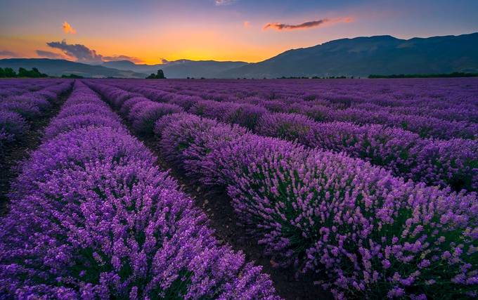 Lavender Tale - Bulgaria by steffoto - Purple Captures Photo Contest
