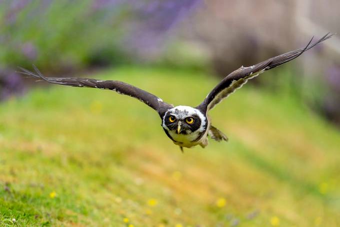 _DSC6668 spectacled owl  Bob Riach by Bob-Riach - Fantastic Flyers Photo Contest