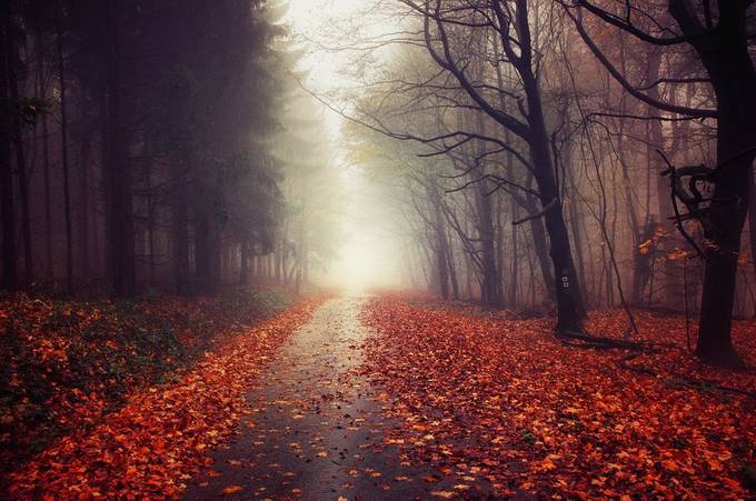 Autumn Journey XXIV. by ZsoltZsigmond - Image Of The Month Photo Contest Vol 73