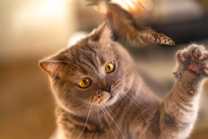 I can take it! by donatellabru - Chasing Cats Photo Contest