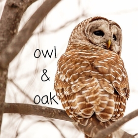 OwlandOak avatar