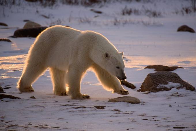 Polar Bear  10   Churchill Canada 2021 by Cinderellastory - Capture Bears Photo Contest