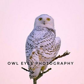 OwlEyes21 avatar