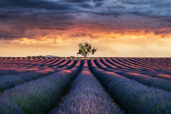 LIFE | Plateau de Valensole, Provence France by LuigiSonnifero - Image Of The Month Photo Contest Vol 77