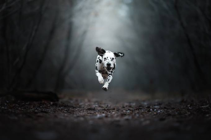 28+ Creative And Cute Photos Of Pets That Will Make You Smile