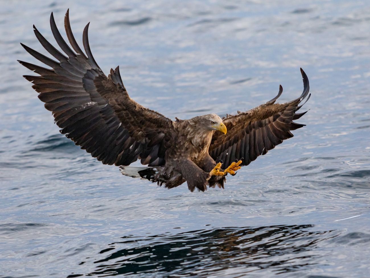 7 Tips To Improve Your Birds In Flight Photography