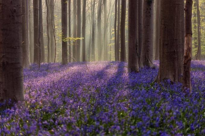 The Magical Forrest by Wim-Solheim - Spring Please Photo Contest