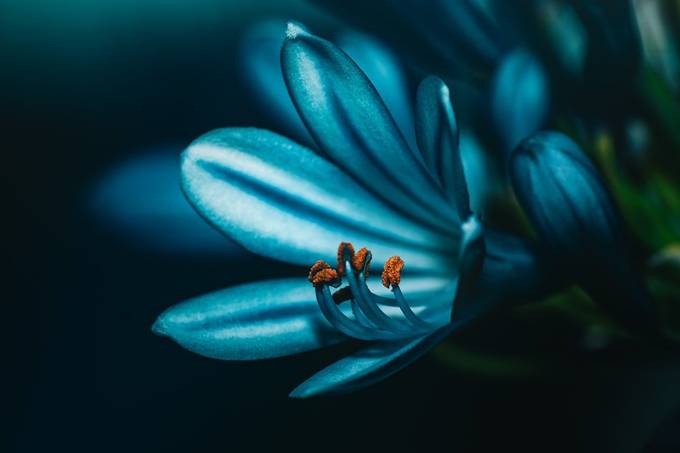 Little blue by Greg-CvnT - Flora Macro Photo Contest