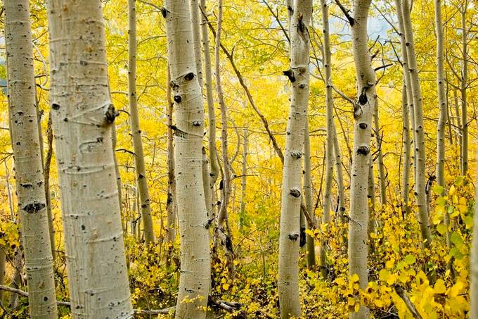 Slant of Aspen by DougBaileyImages - Yellow Moments Photo Contest
