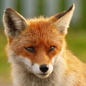 Foxwhisperersteve avatar